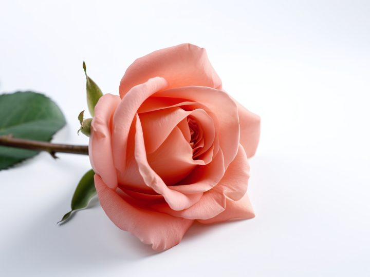 Rosa Pallida: benefici e utilizzi