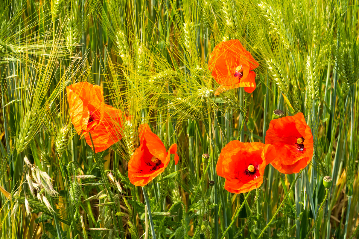 Benefici del Rosolaccio