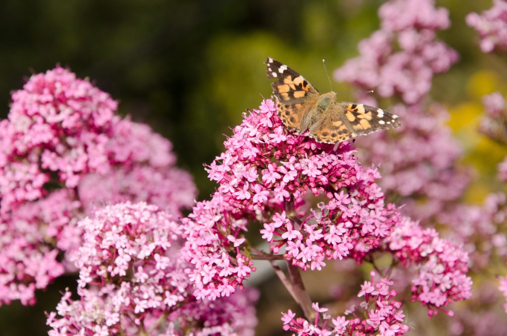 Valeriana Rossa: benefici e utilizzi