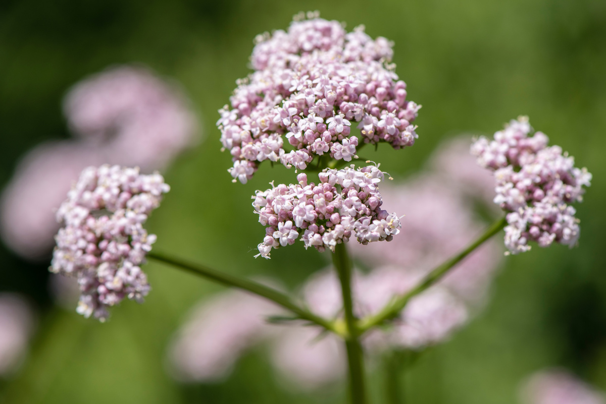 Benefici della Valeriana Rossa