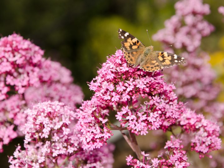 Valeriana Rossa: benefici e utilizzi