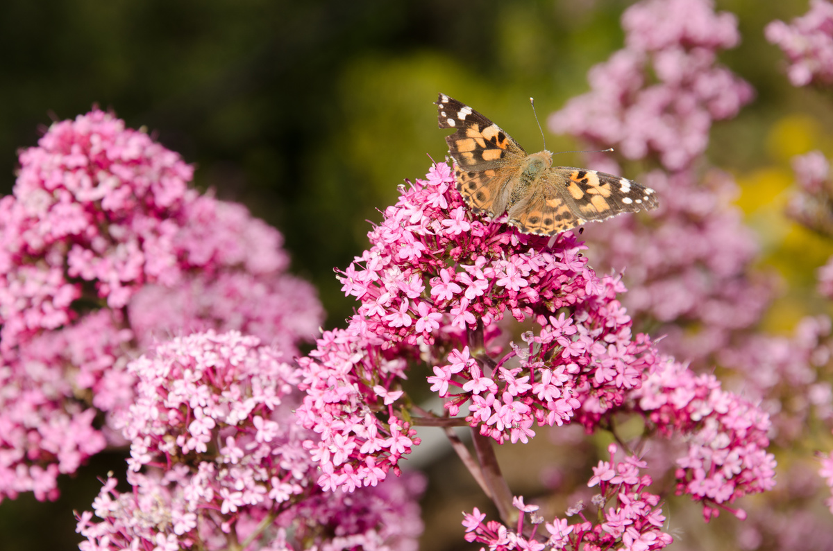 Valeriana Rossa: benefici e utilizzi