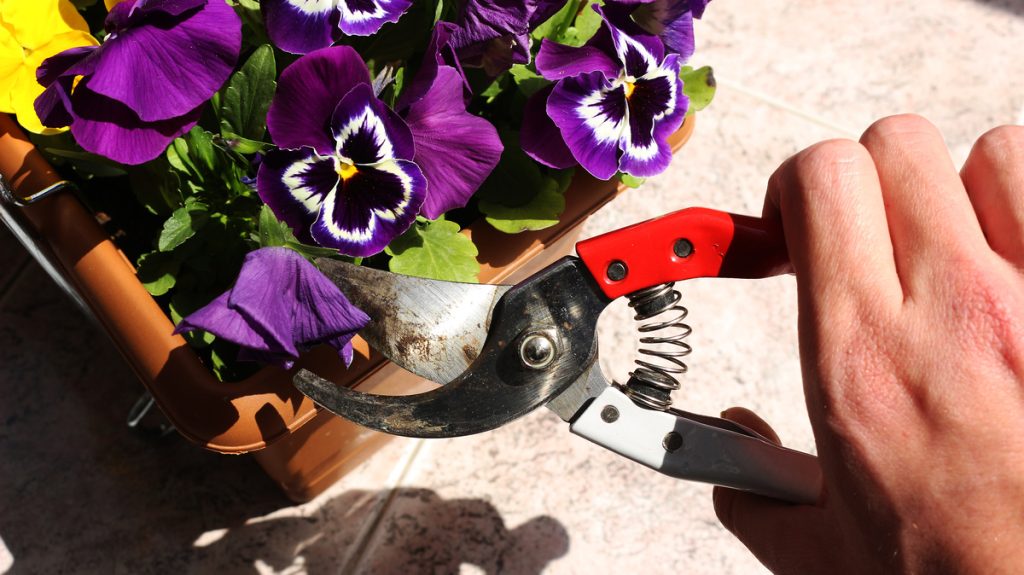 Viola Tricolore: benefici e utilizzi