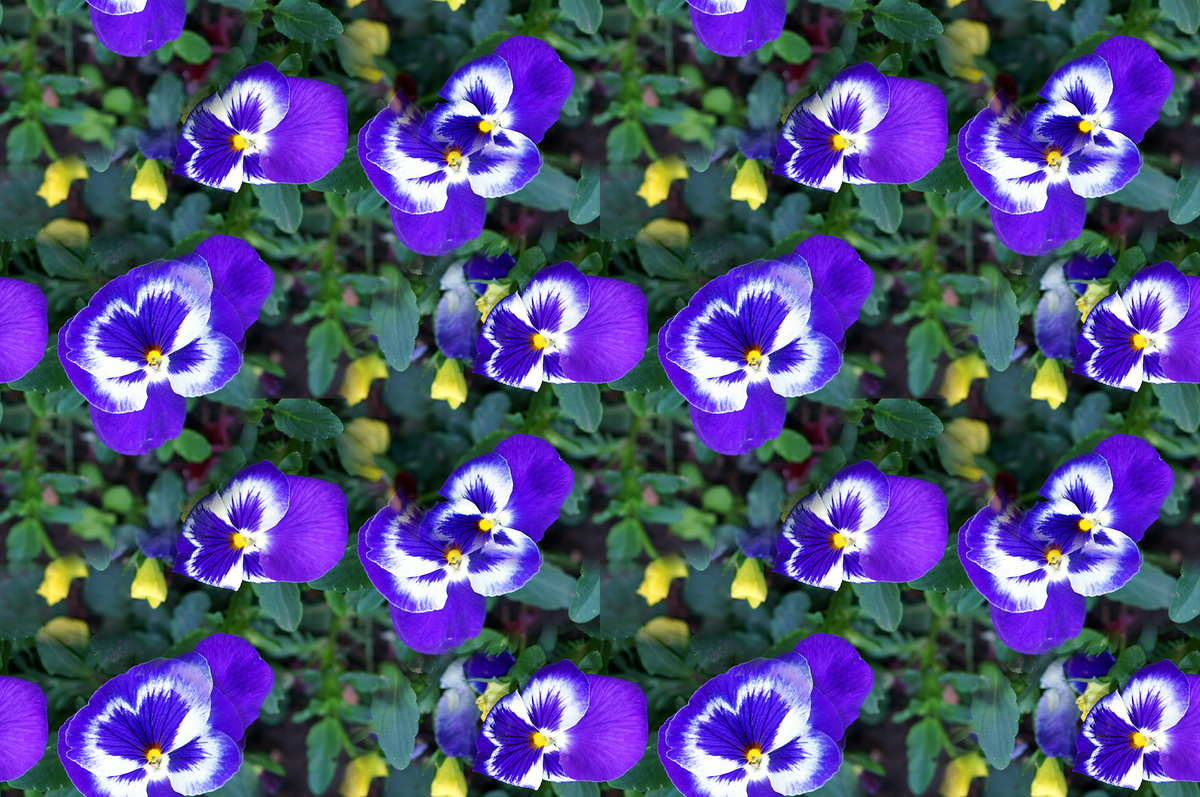 Benefici della Viola Tricolore