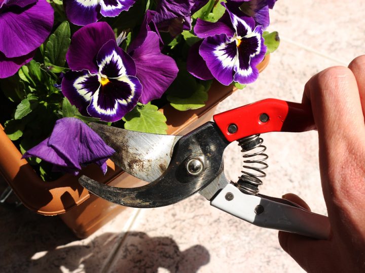 Viola Tricolore: benefici e utilizzi