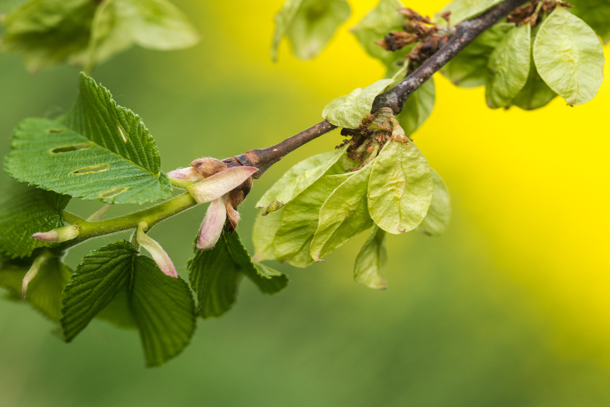 Benefici dell'Acerola
