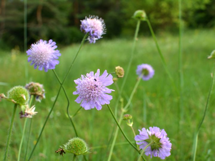 Ambretta: benefici e utilizzo