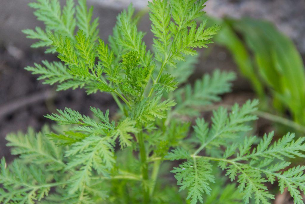 Artemisia Annua: benefici e utilizzo