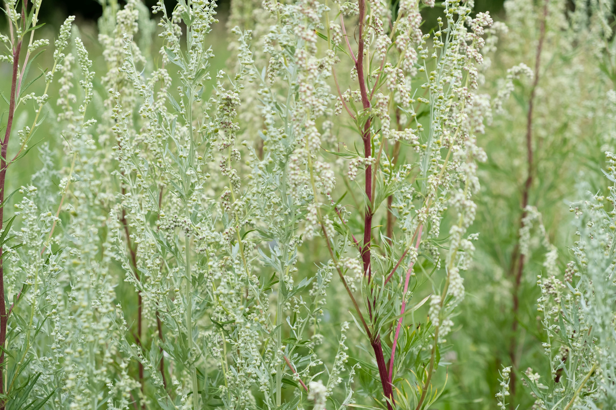 Benefici dell'Artemisia Annua