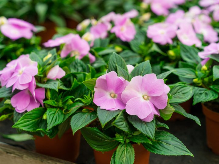 Balsamita: benefici e utilizzo