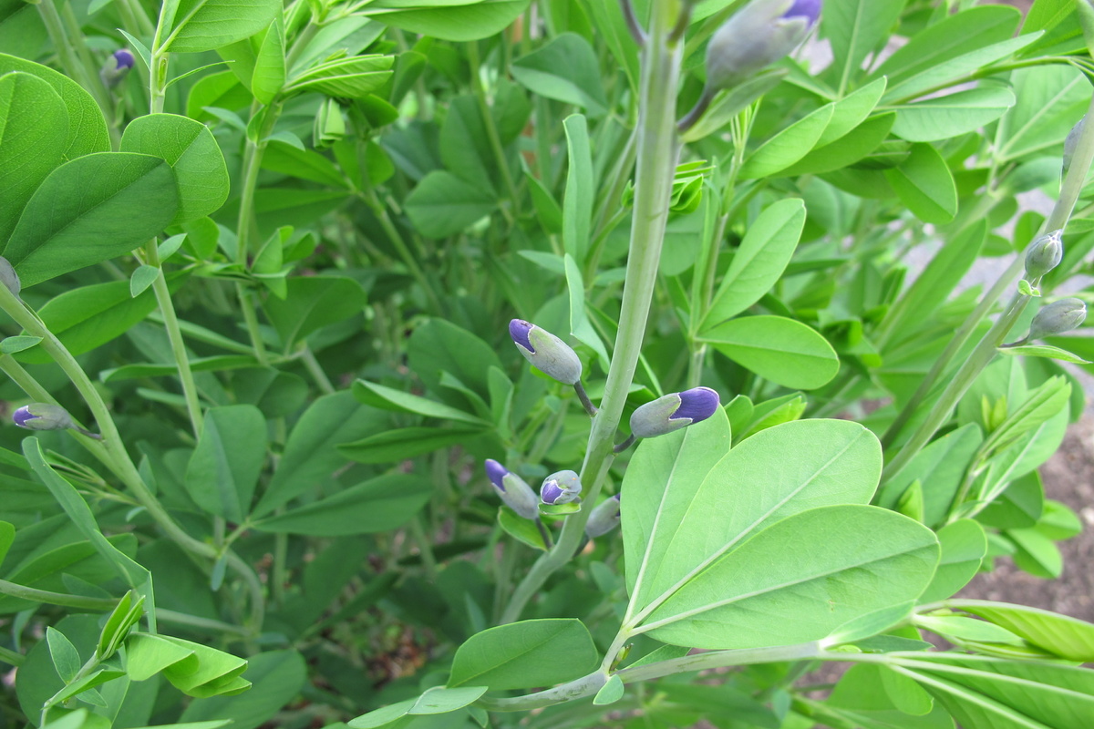Benefici della Baptisia Tinctoria