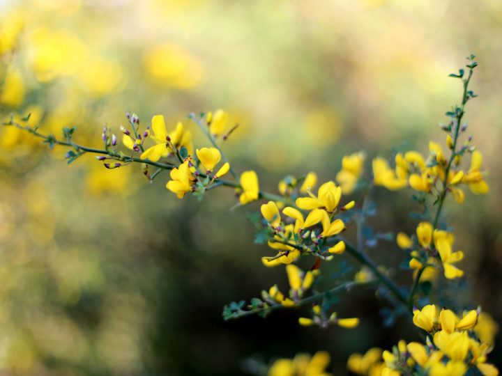 Baptisia Tinctoria: benefici e utilizzo