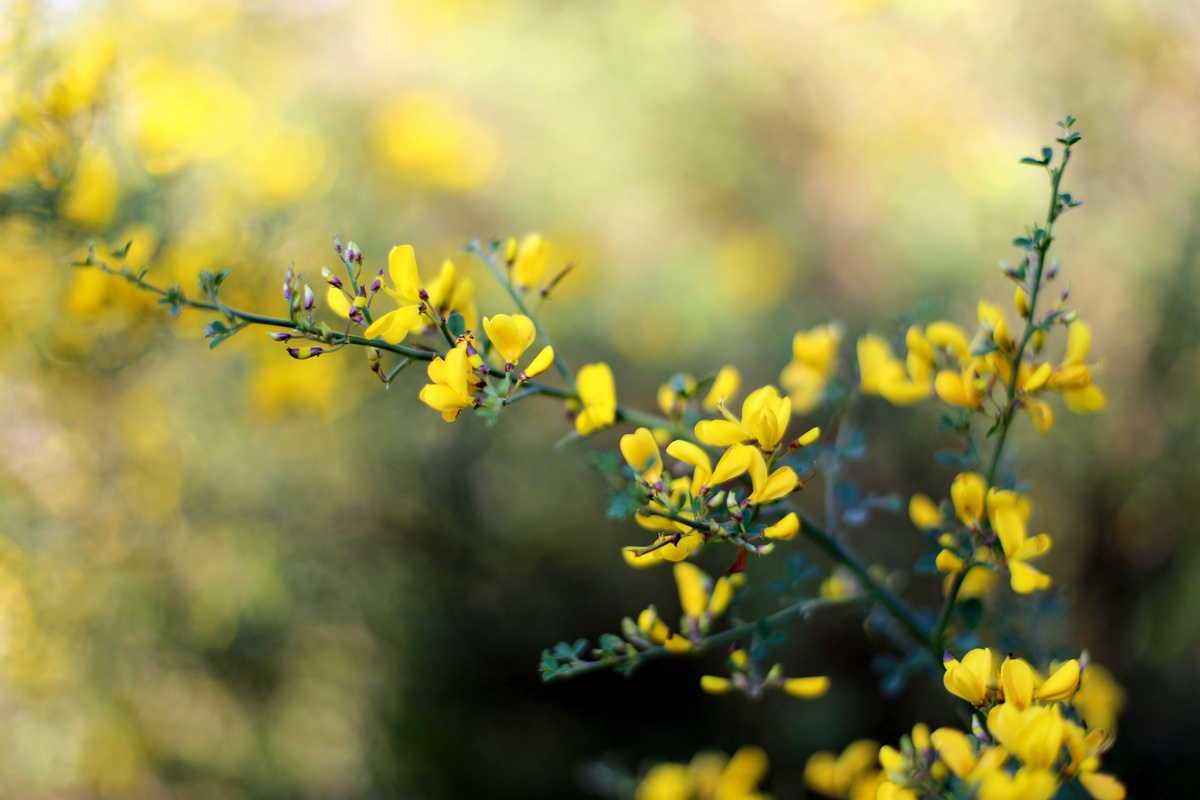 Baptisia Tinctoria: benefici e utilizzo