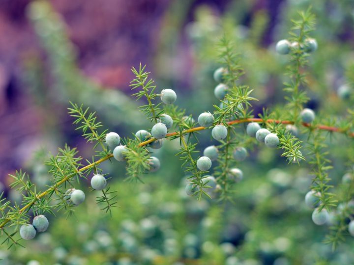 Brionia: benefici e utilizzo