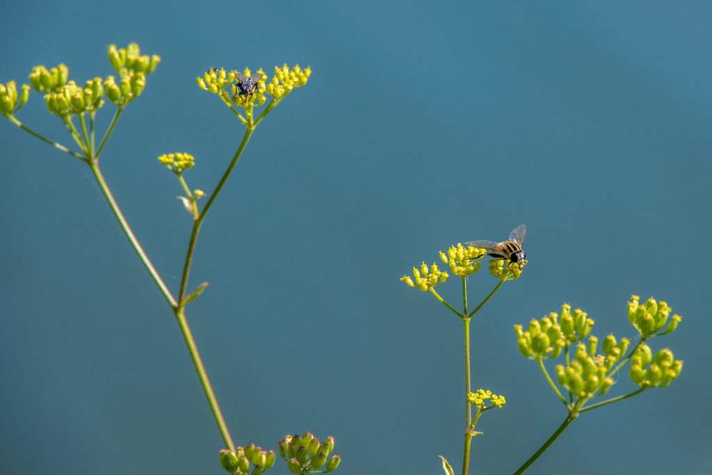Bupleurum: benefici e utilizzo