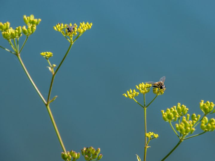 Bupleurum: benefici e utilizzo