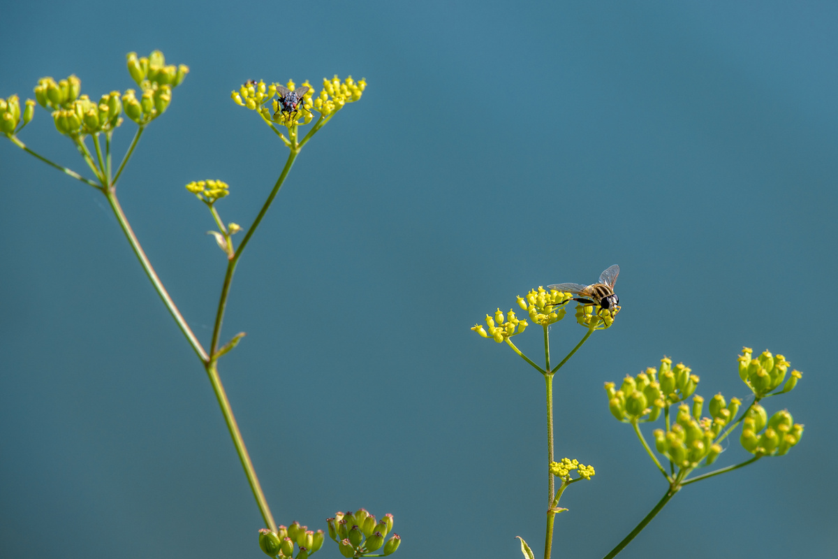 Bupleurum: benefici e utilizzo