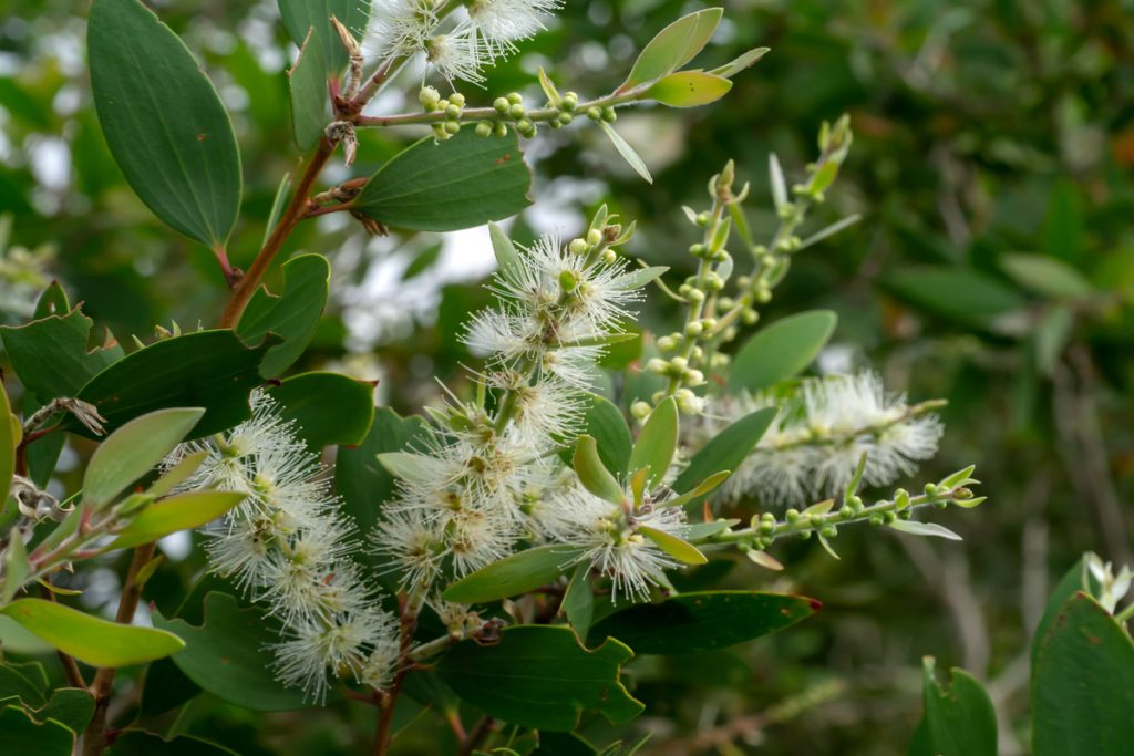 Cajeput: benefici e utilizzo