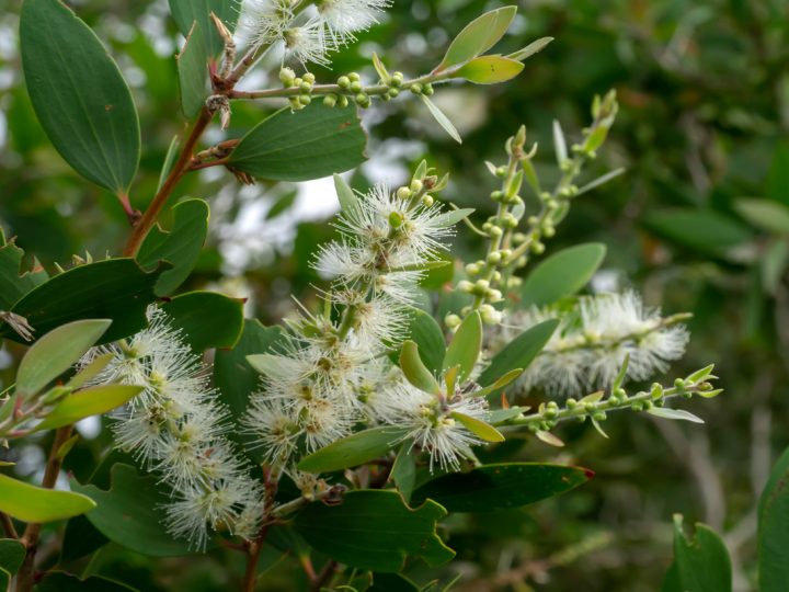 Cajeput: benefici e utilizzo
