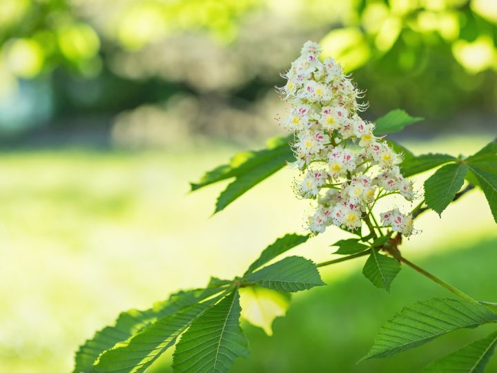 Castagno: benefici e utilizzo