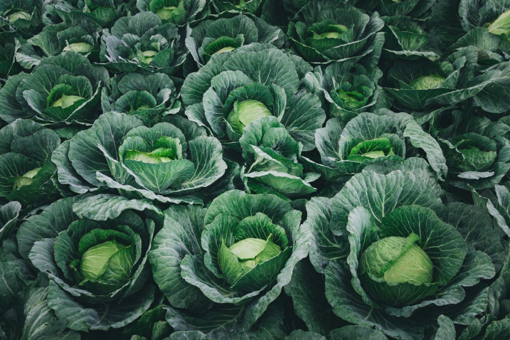 Cavolo: benefici e utilizzo