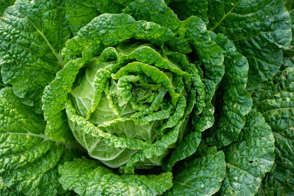 Benefici del cavolo