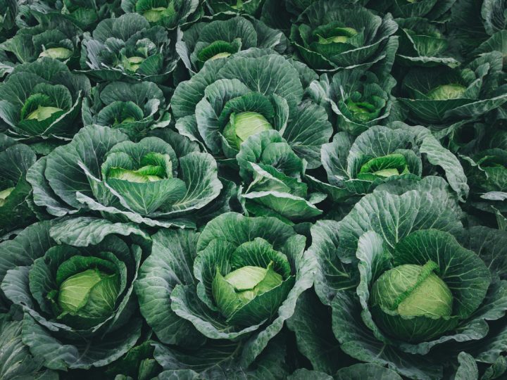 Cavolo: benefici e utilizzo