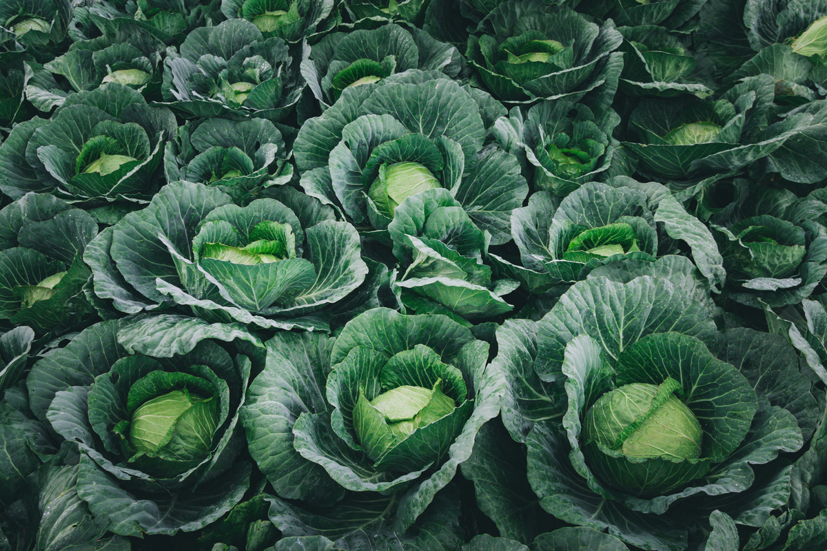 Cavolo: benefici e utilizzo