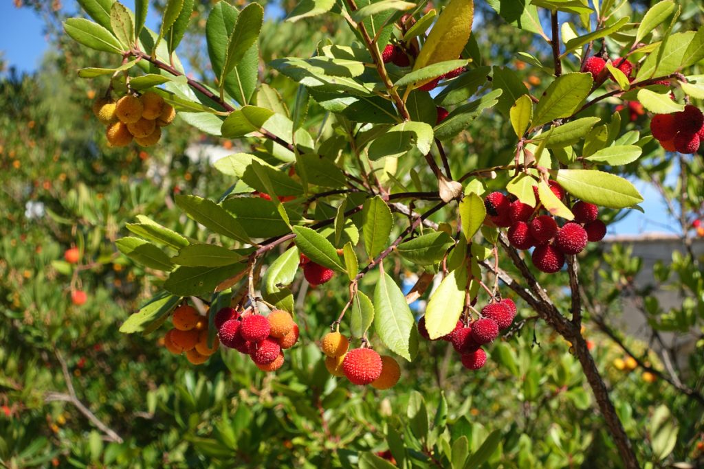 Corbezzolo: benefici e utilizzo