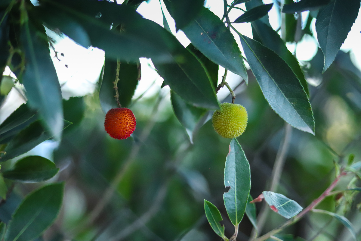 Benefici del Corbezzolo