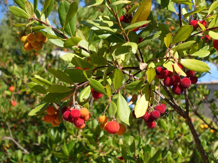 Corbezzolo: benefici e utilizzo