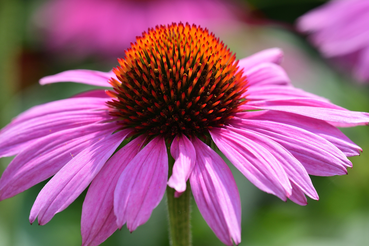 Benefici dell'Echinacea