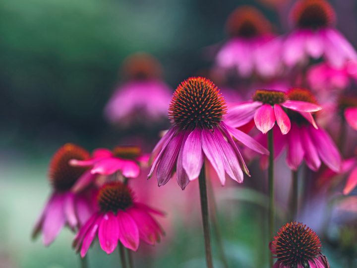 Echinacea: benefici e utilizzi