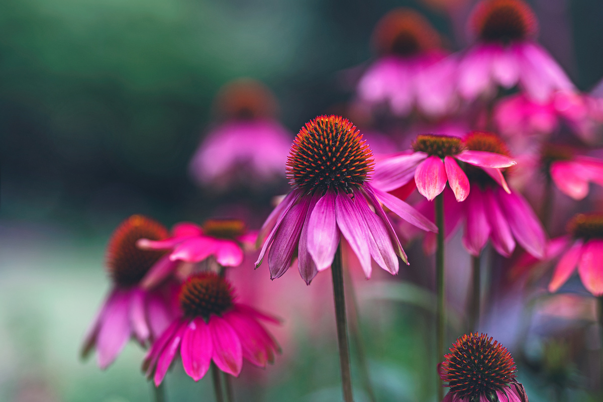 Echinacea: benefici e utilizzi