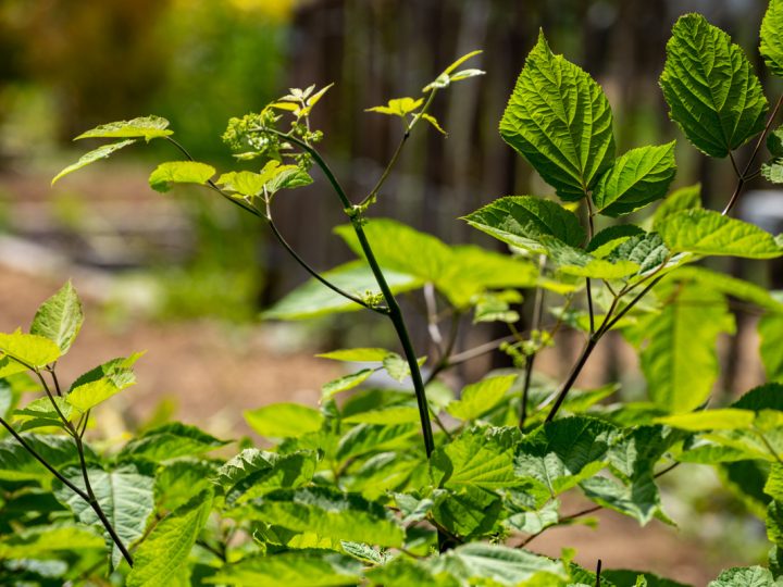 Eleuterococco: benefici e utilizzo