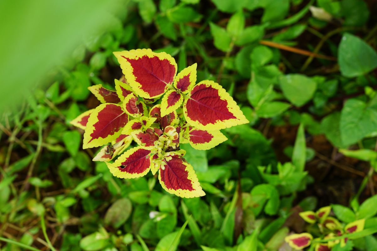 Benefici del Forskolin