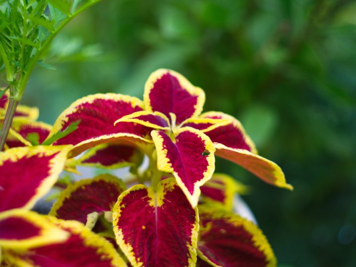 Forskolin: benefici e utilizzo