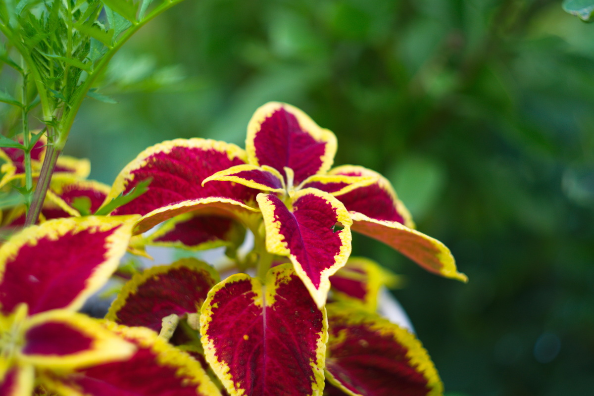 Forskolin: benefici e utilizzo