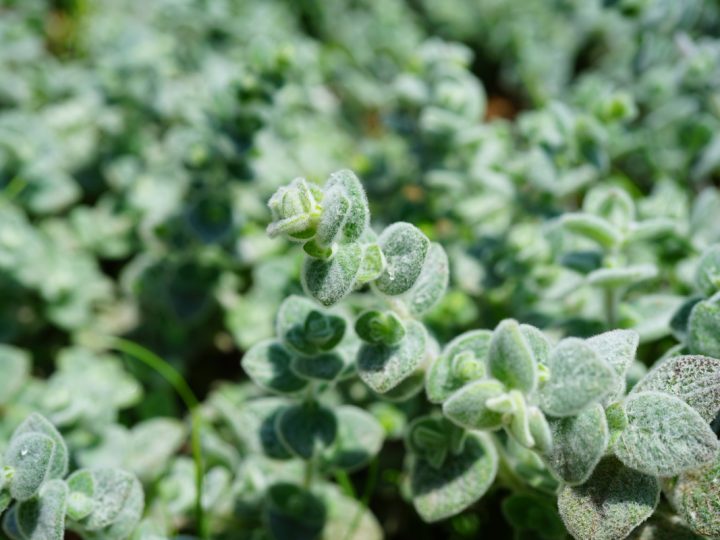 Frassinella: benefici e utilizzo