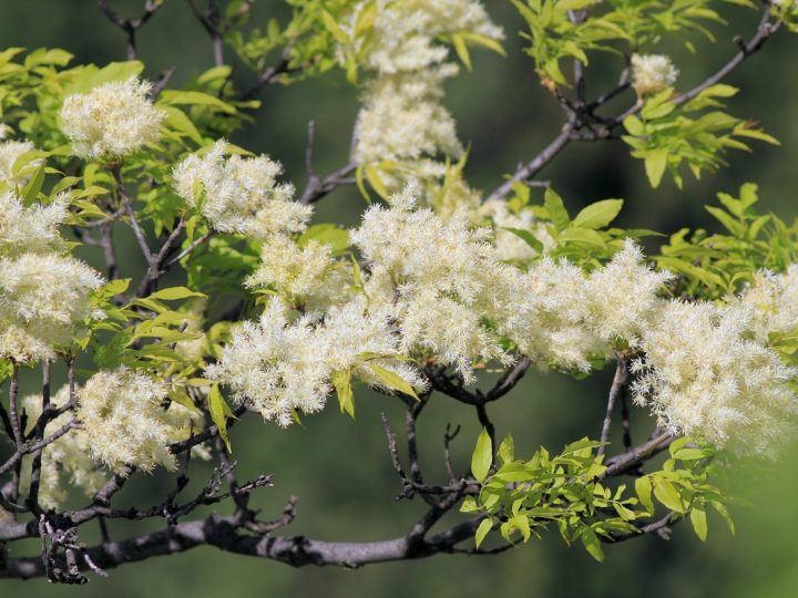 Frassino da Manna: benefici e utilizzo