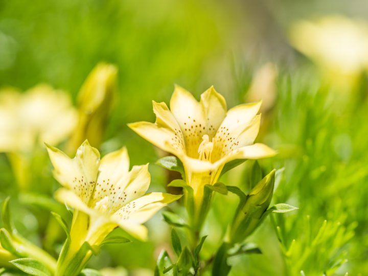 Genziana: benefici e utilizzo