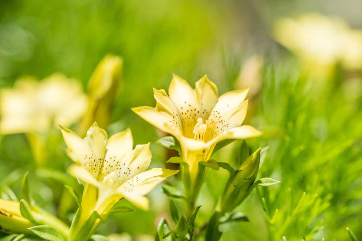 Genziana: benefici e utilizzo