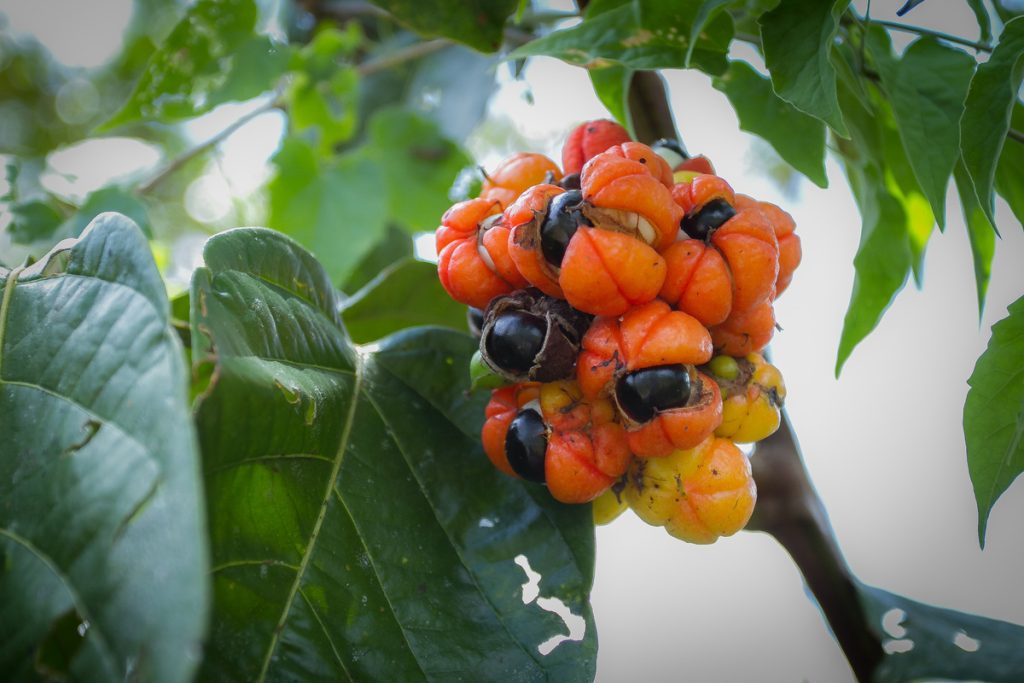 Guaranà: benefici e utilizzo