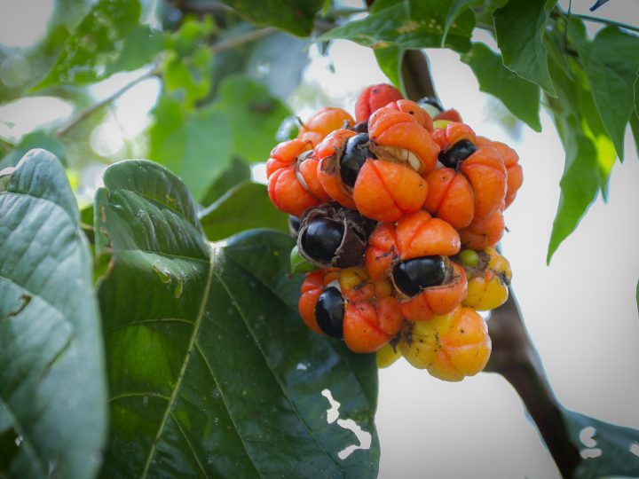 Guaranà: benefici e utilizzo