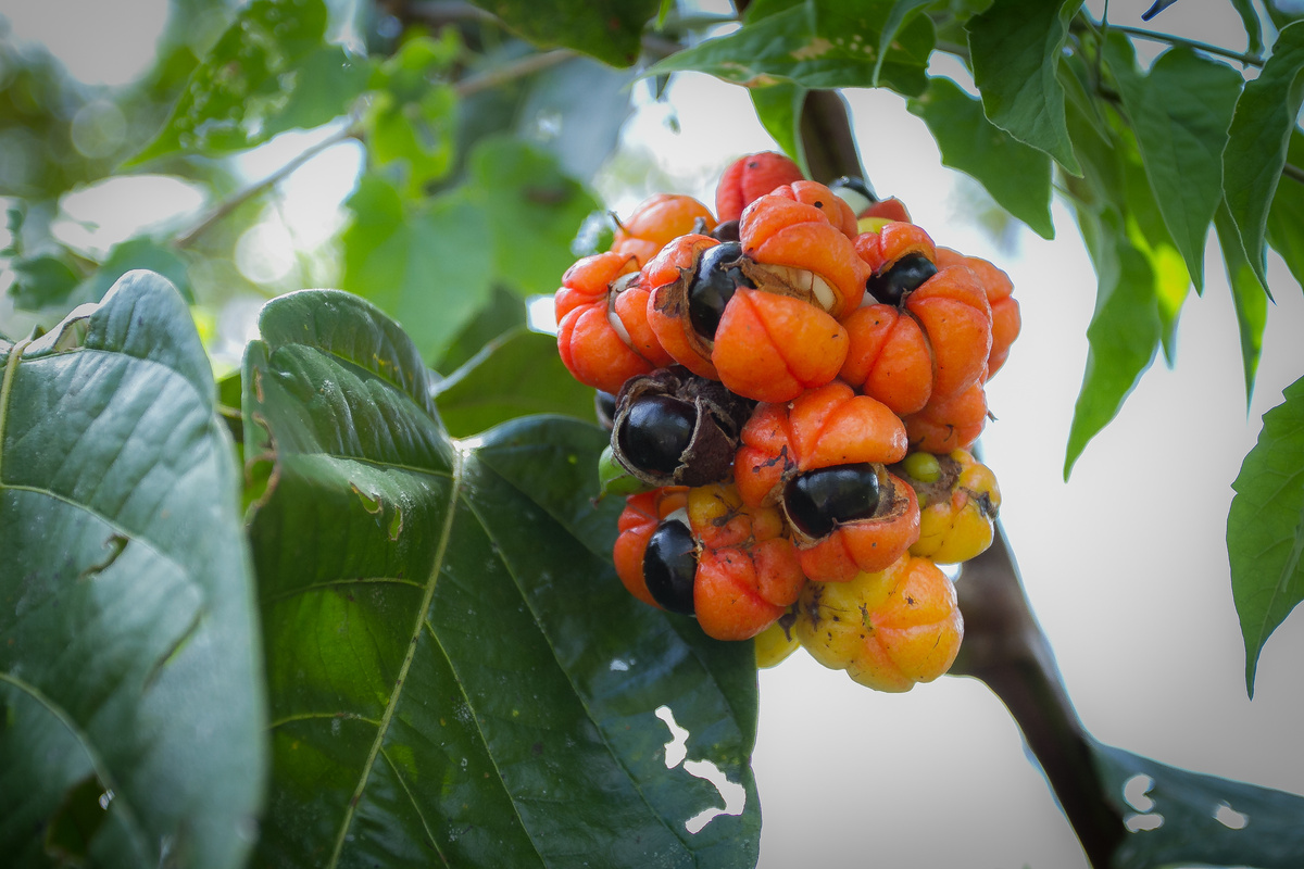 Guaranà: benefici e utilizzo