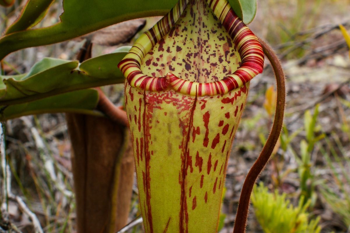 Benefici del Klamath