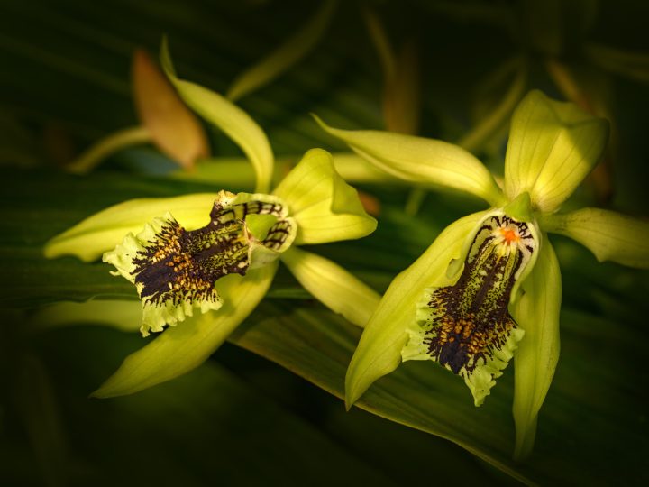 Klamath: benefici e utilizzo