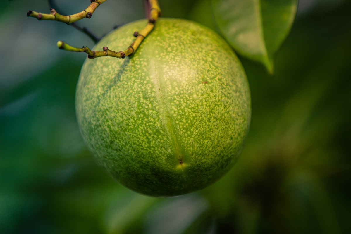 Benefici della Noce Vomica