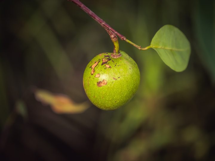 Noce Vomica: benefici e utilizzo