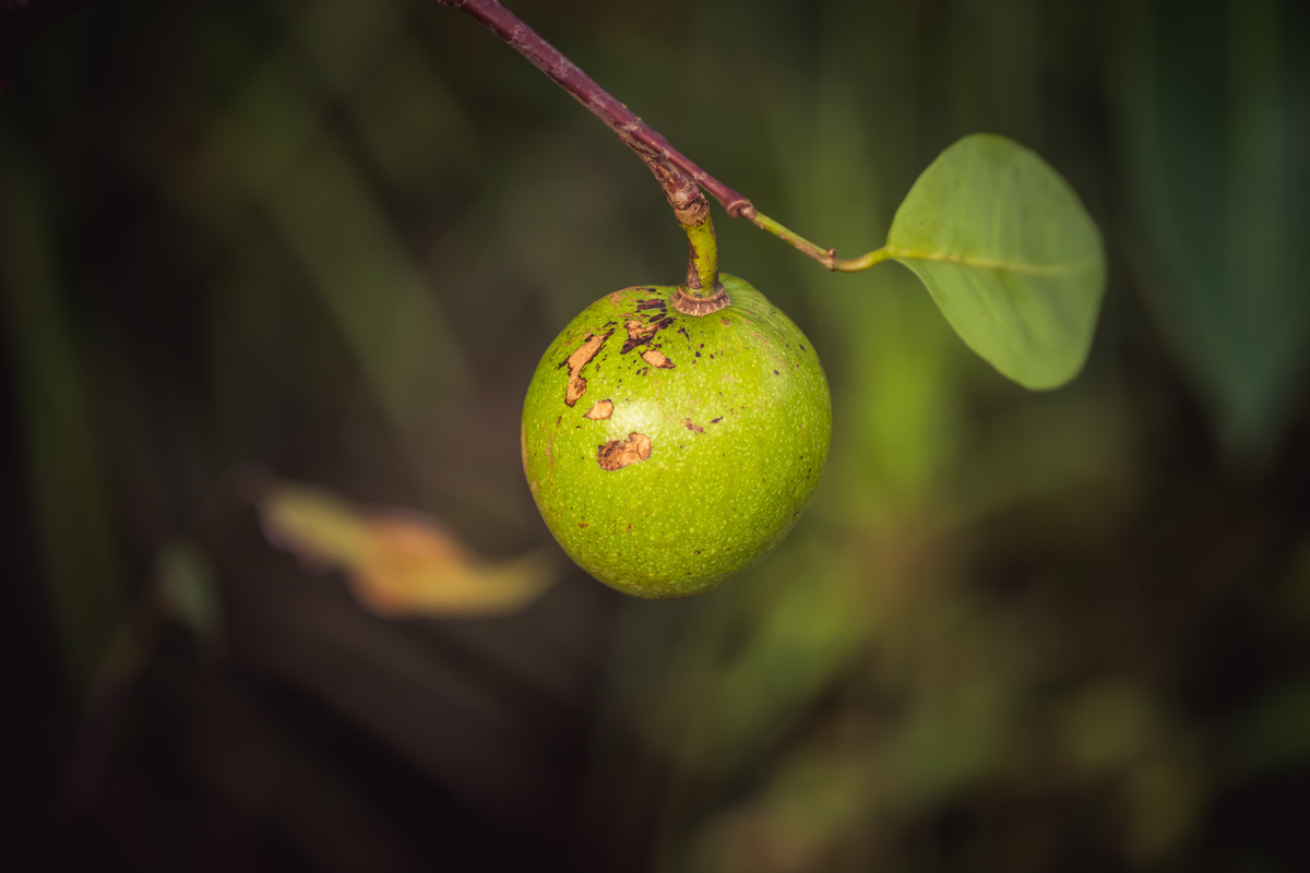 Noce Vomica: benefici e utilizzo